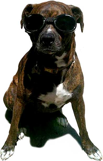 Military Shirt Not Found - Rocky the Dog